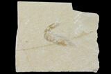 Cretaceous Fossil Shrimp - Lebanon #123921-1